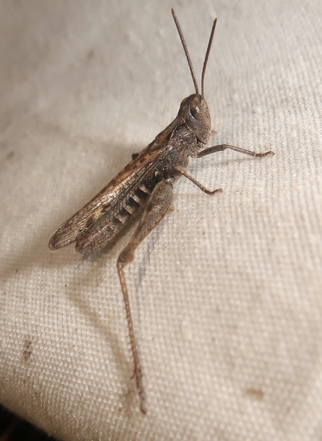 Chorthippus mollis - halk tarlósáska