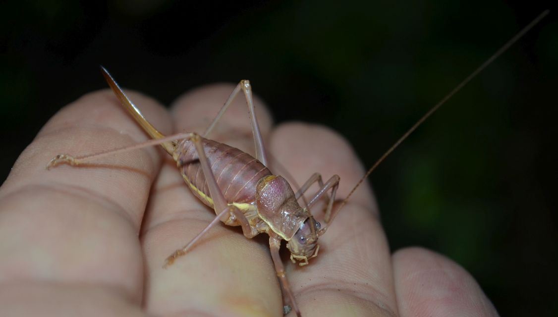 Ephippiger ephippiger - nyergesszöcske