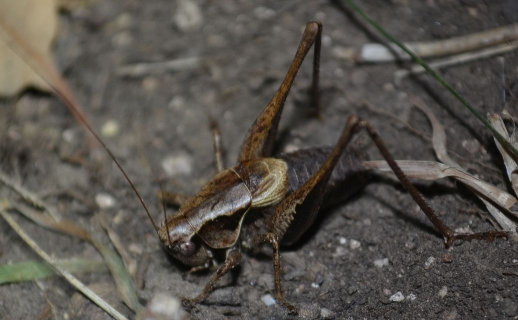 Pholidoptera griseoaptera - szürke avarszöcske