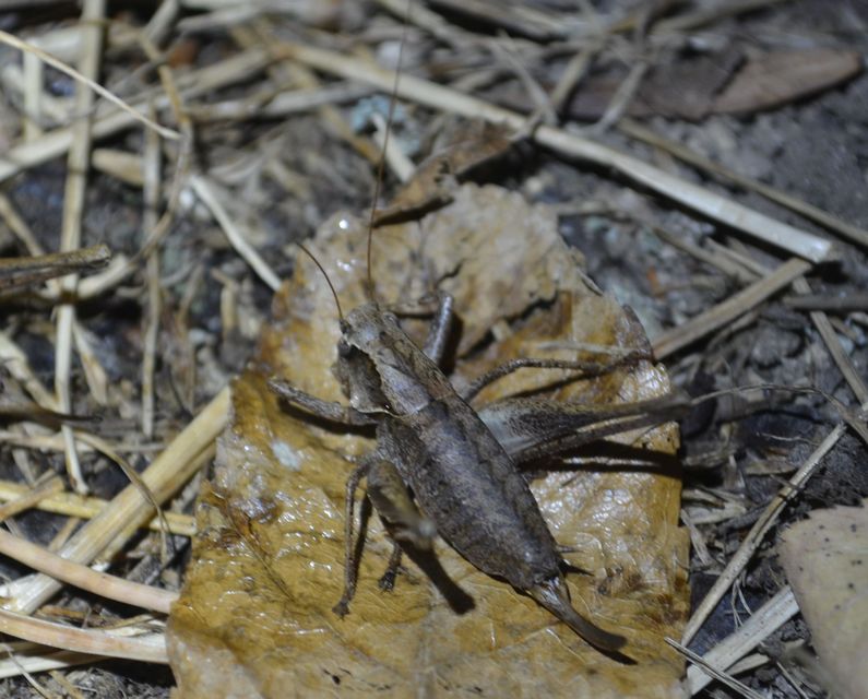 Pholidoptera griseoaptera - szürke avarszöcske