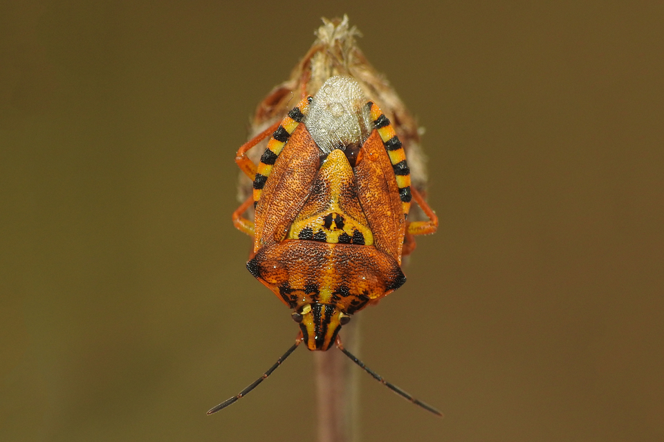 Carpocoris Carpocoris