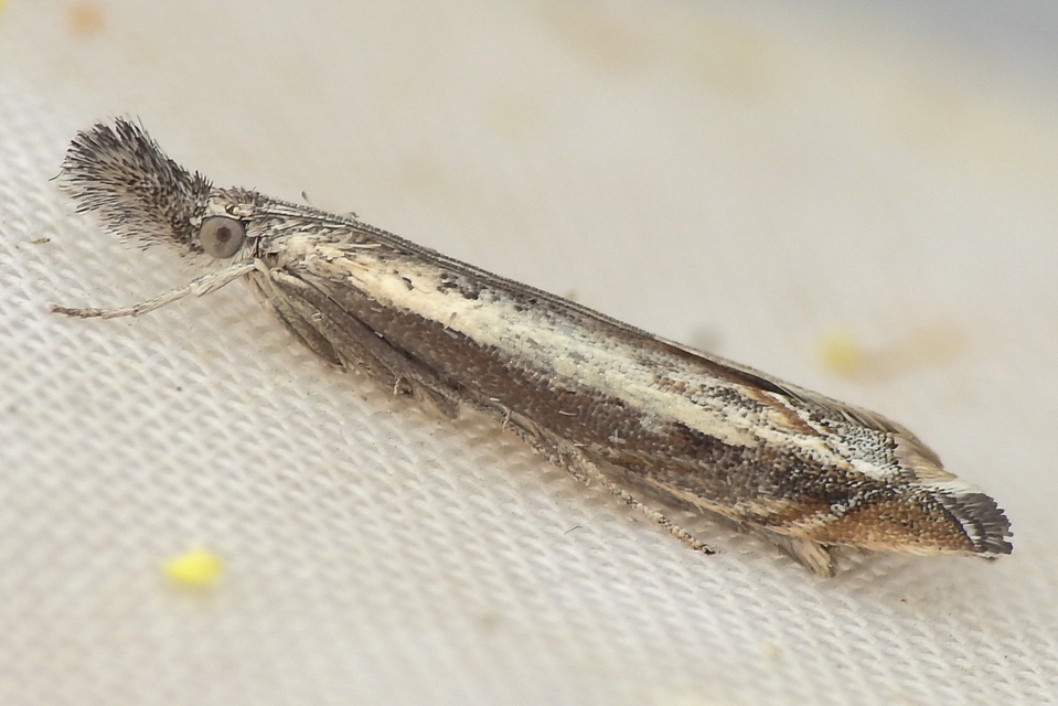 Platytes alpinella - moharágómoly