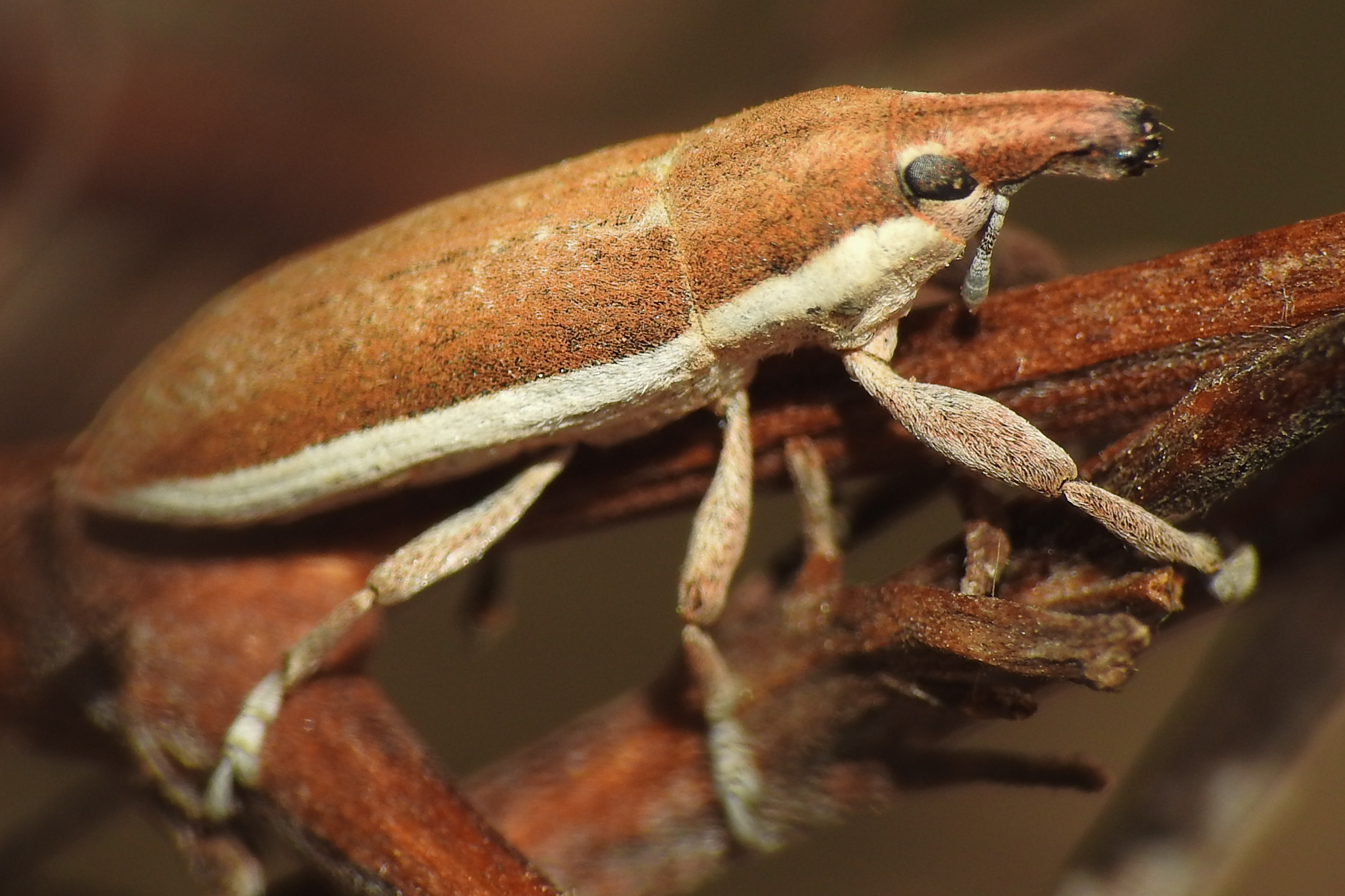 Lixus albomarginatus - fehérszegélyes dudvabarkó