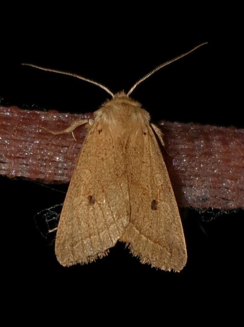 Leptologia macilenta - gyertyán-őszibagoly