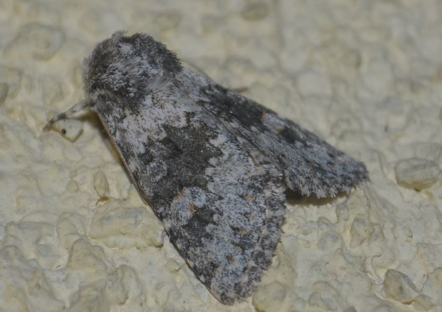 Hecatera dysodea - parajbagoly