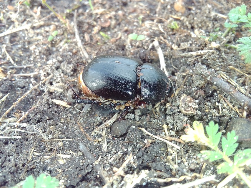 Pentodon idiota - butabogár
