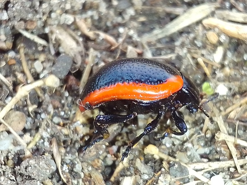 Chrysolina rossia - trapézhátú szegélyeslevelész