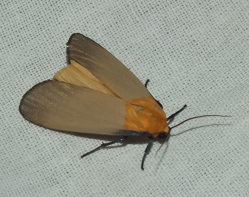 Lithosia quadra - négypettyes zuzmószövő