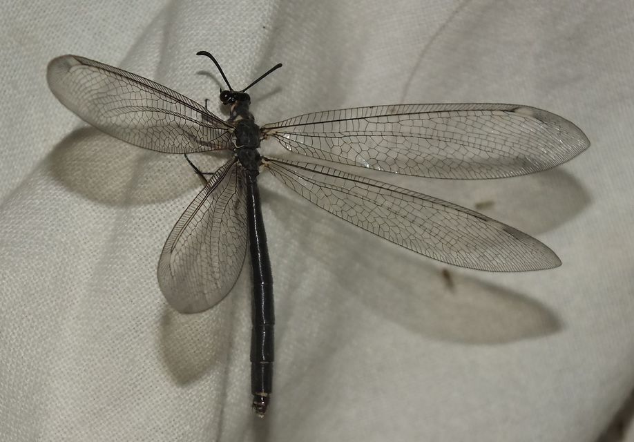 Myrmeleon formicarius - erdei hangyaleső