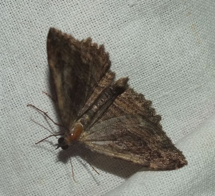 Philereme transversata - varjútövis-araszoló