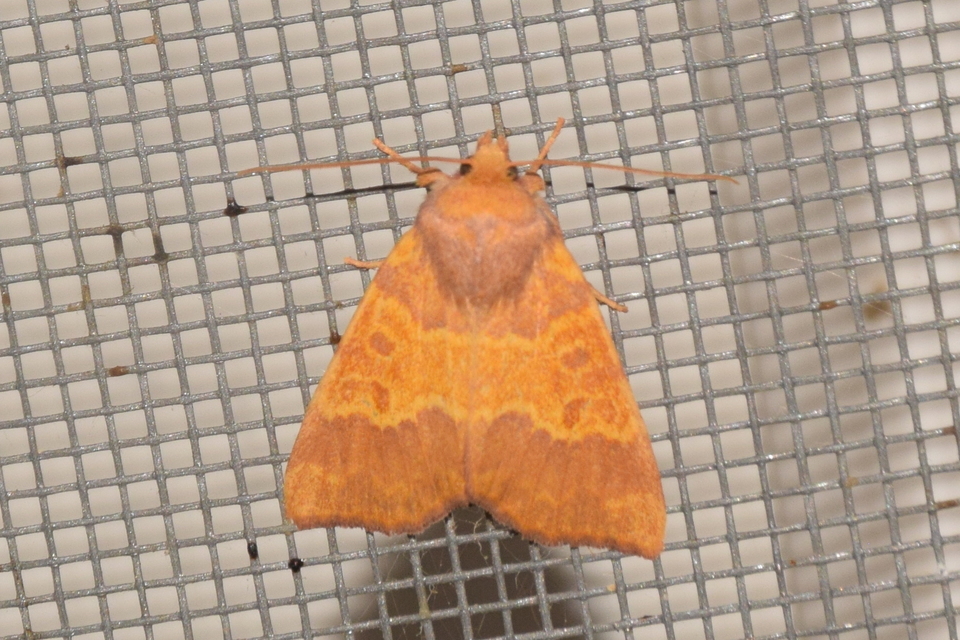 Tiliacea aurago - aranyló sárgabagoly