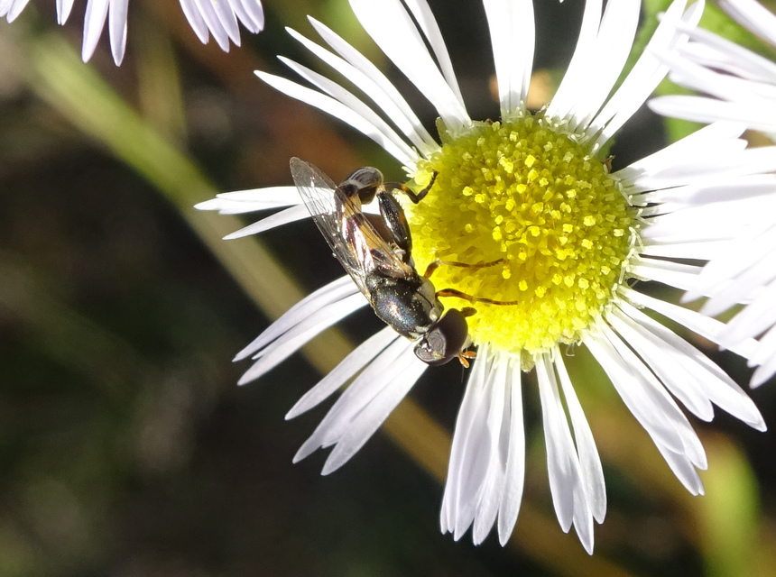 Syritta pipiens - zizegő comboslégy