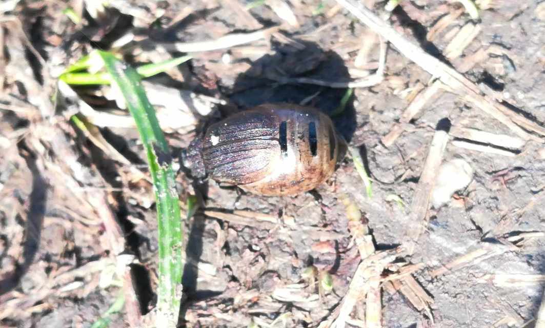 Galeruca pomonae - barna olajosbogár