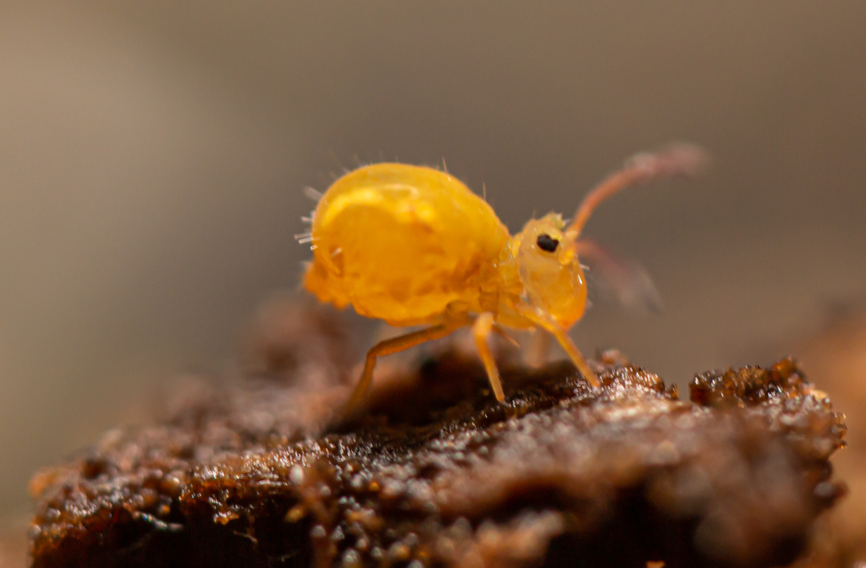 Collembola - Ugróvillások