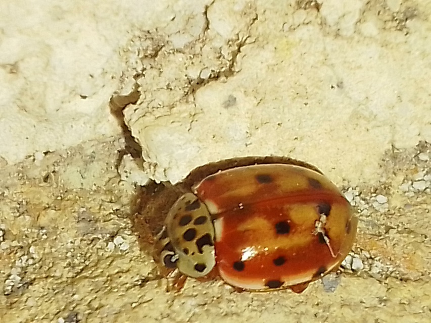 Harmonia quadripunctata - négypettyes katica