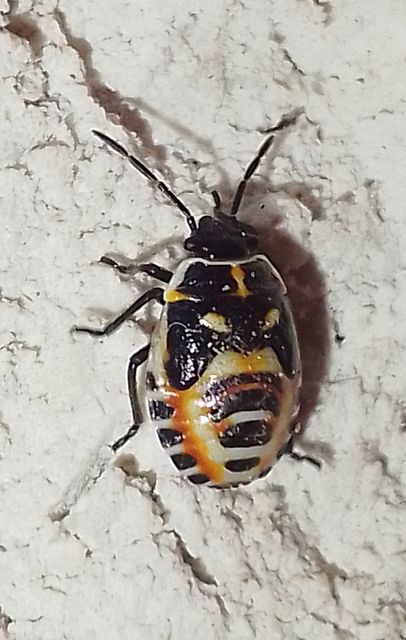 Eurydema