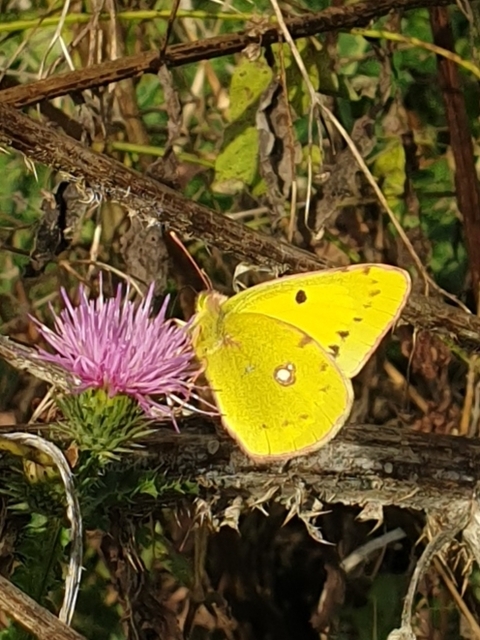 Colias erate - csángó-kéneslepke