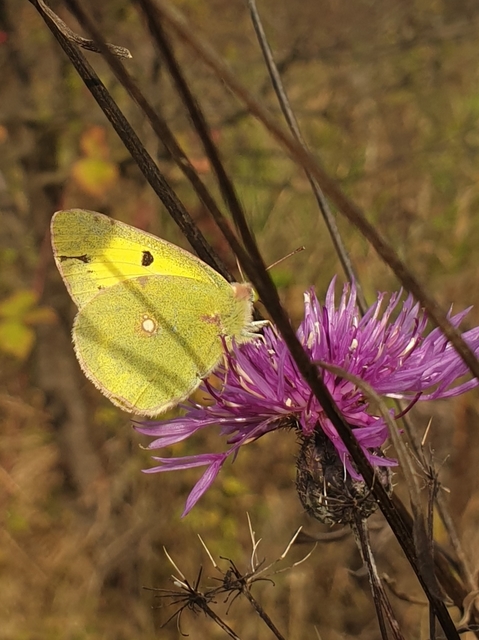 Colias erate - csángó-kéneslepke