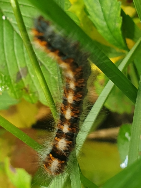 Lasiocampa quercus - tölgyfaszövő