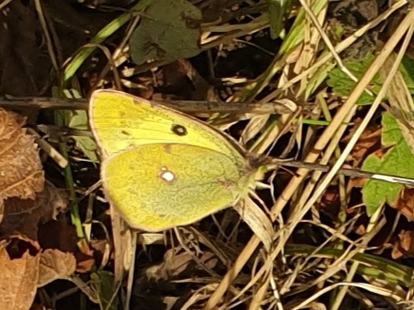 Colias erate - csángó-kéneslepke