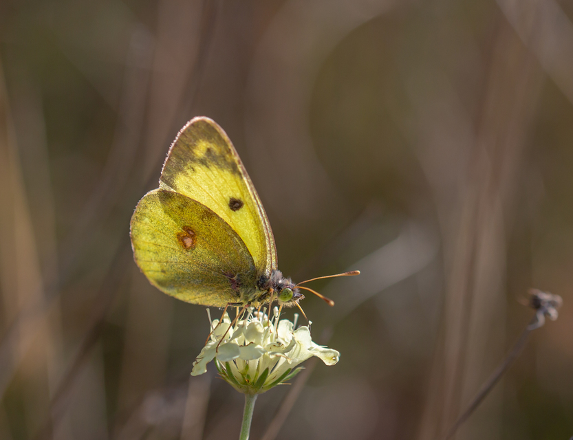Colias alfacariensis - déli kéneslepke