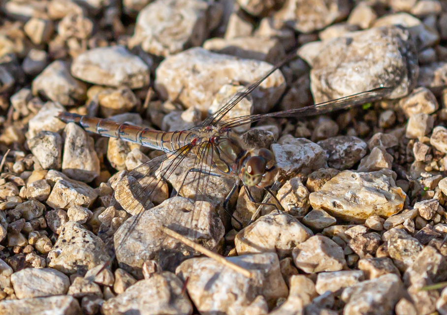 Sympetrum striolatum - harántsávos katona-szitakötő