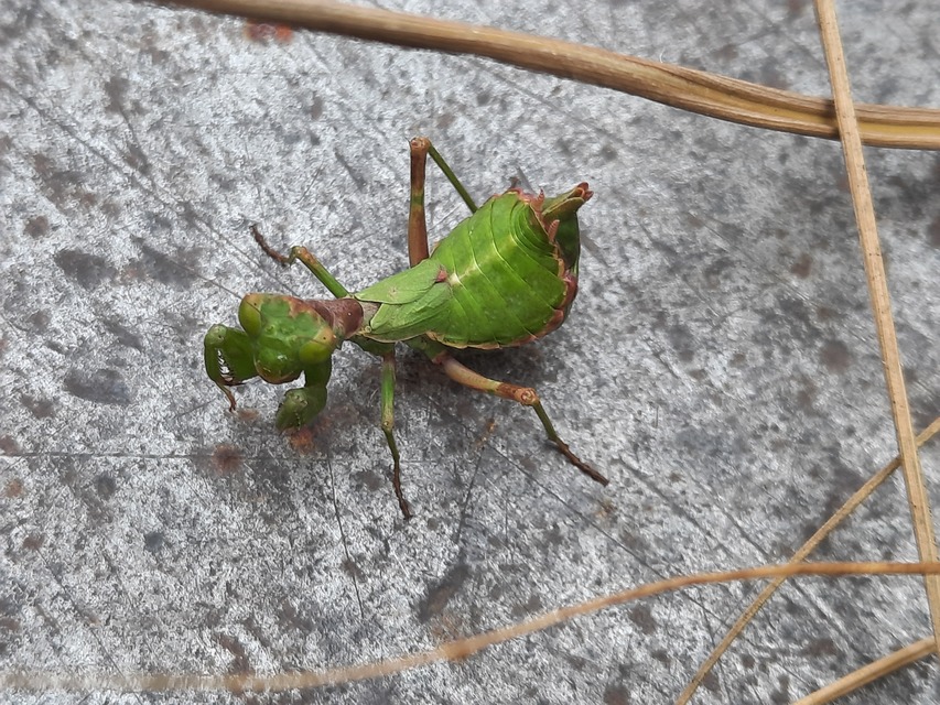 Ameles spallanzania - Spallanzani-törpemanó