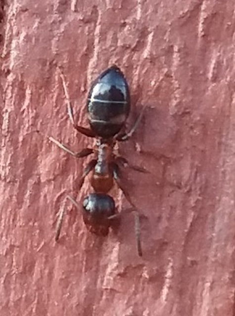 Colobopsis truncata - kapushangya