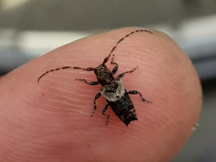 Pogonocherus hispidus - kéttövises ecsetcincér