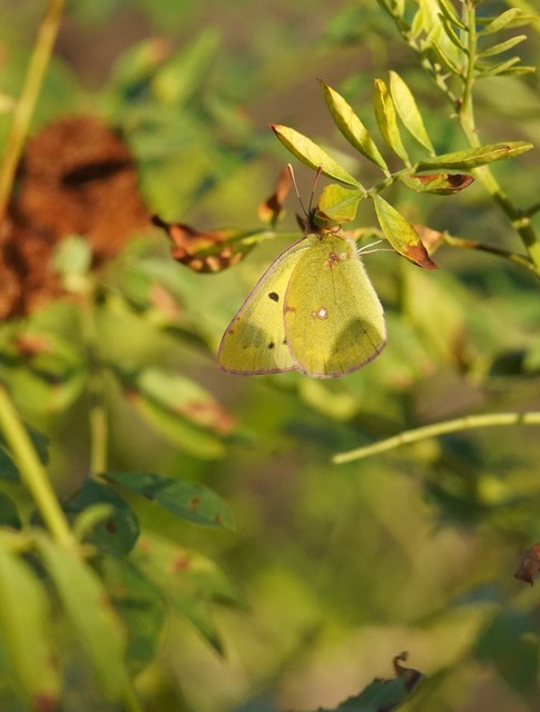 Colias erate - csángó-kéneslepke