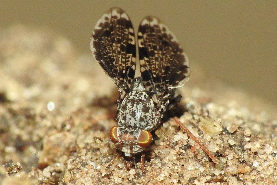 Callopistromyia annulipes - pávalégy