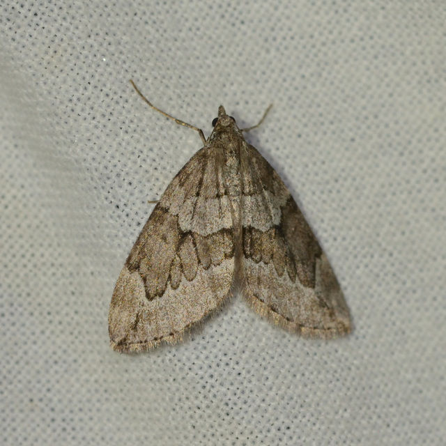 Thera juniperata - boróka-araszoló