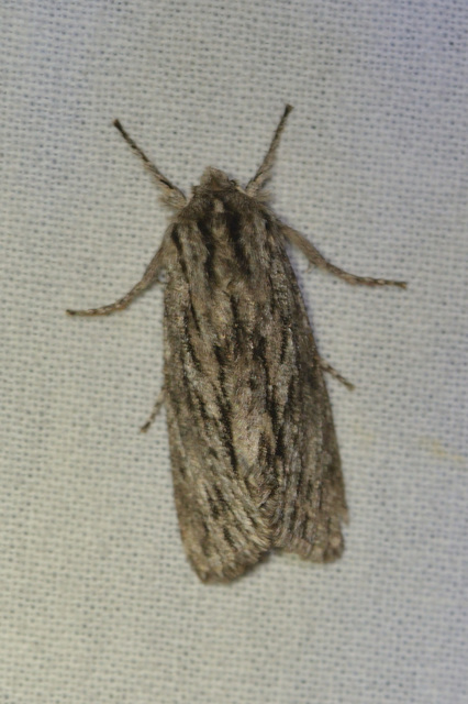 Asteroscopus sphinx - csillagnéző bundásbagoly