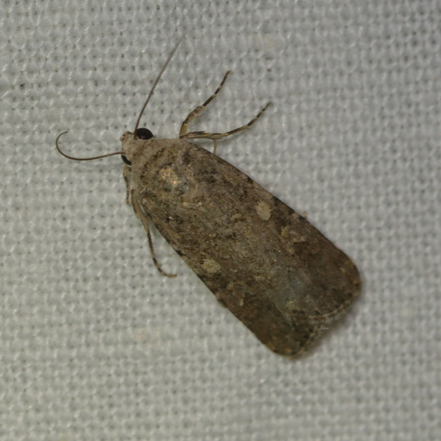 Spodoptera exigua - apró jegyesbagoly