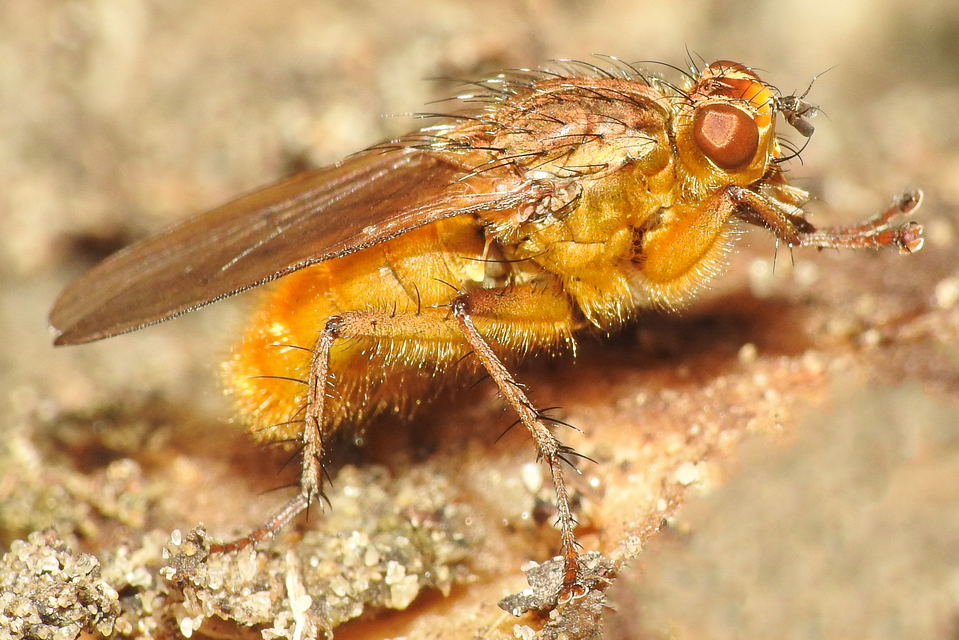 Scathophaga stercoraria - közönséges trágyalégy