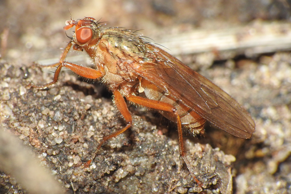 Scathophagidae