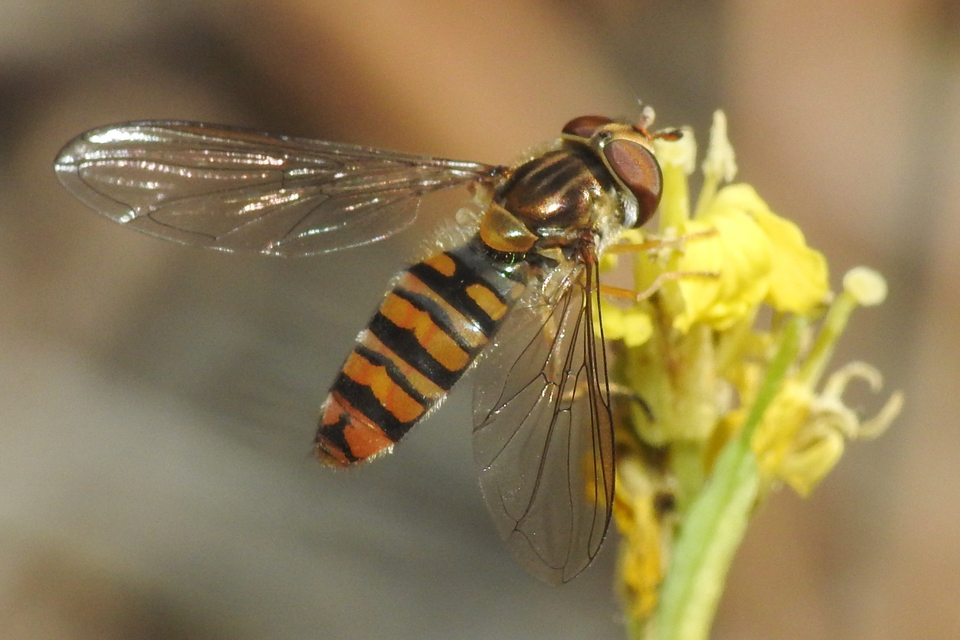 Episyrphus balteatus - ékfoltos zengőlégy