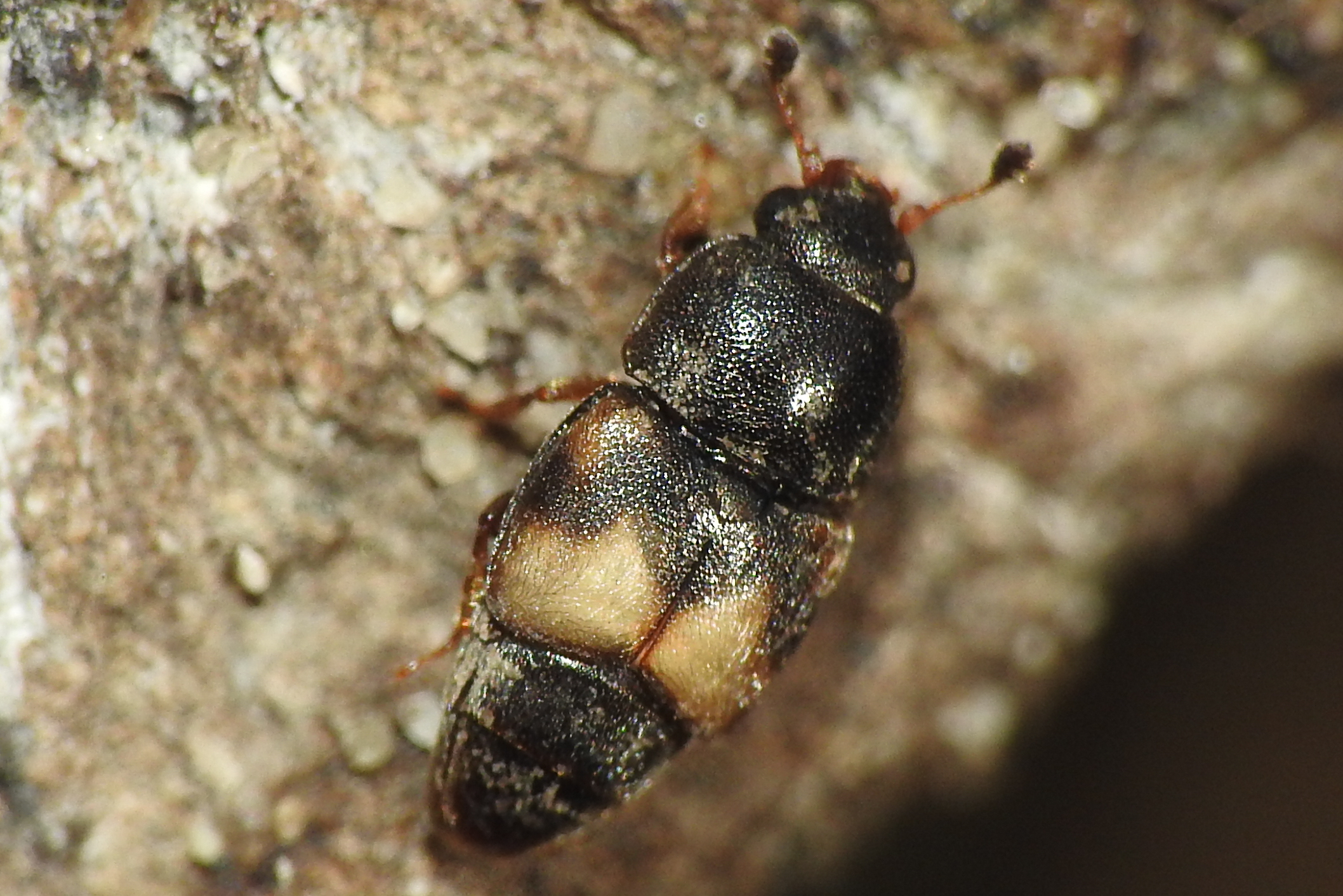 Carpophilus hemipterus - kétszínű gyümölcsfénybogár