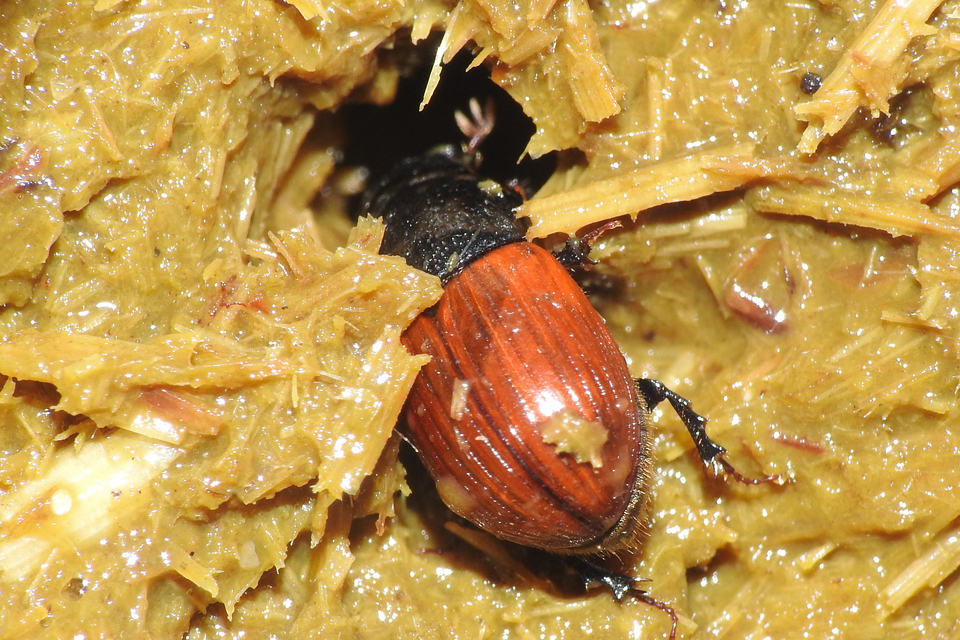 Aphodius fimetarius - feketehasú trágyabogár