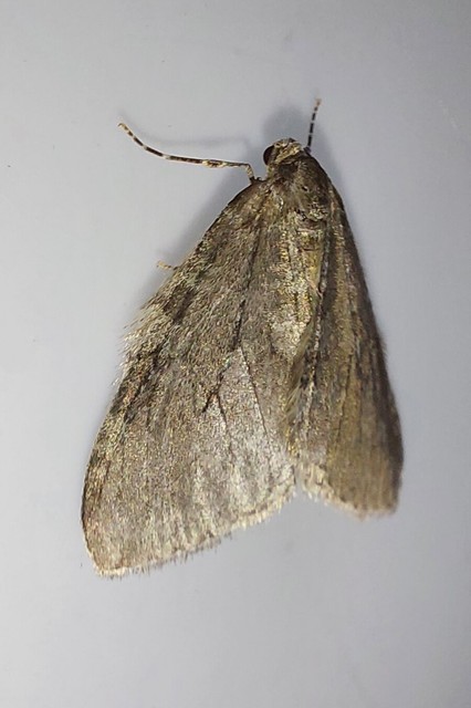 Epirrita christyi/dilutata