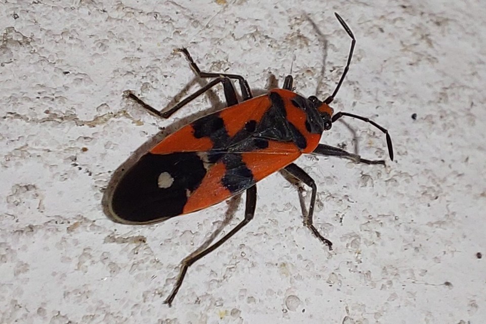 Lygaeus equestris/simulans