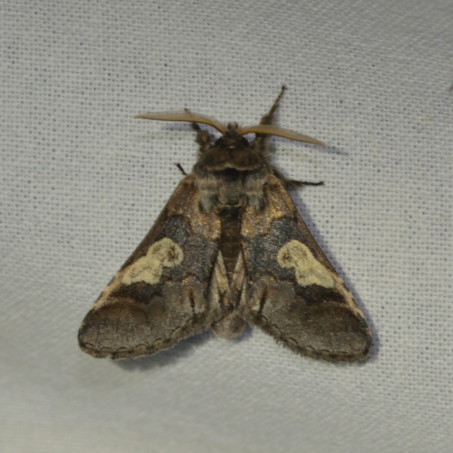 Diloba caeruleocephala - őszi kékesbagoly