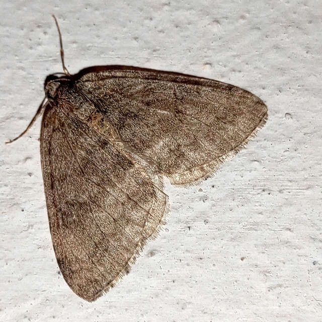 Epirrita christyi/dilutata