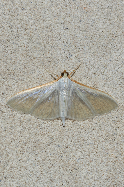 Palpita vitrealis - hófehér tűzmoly