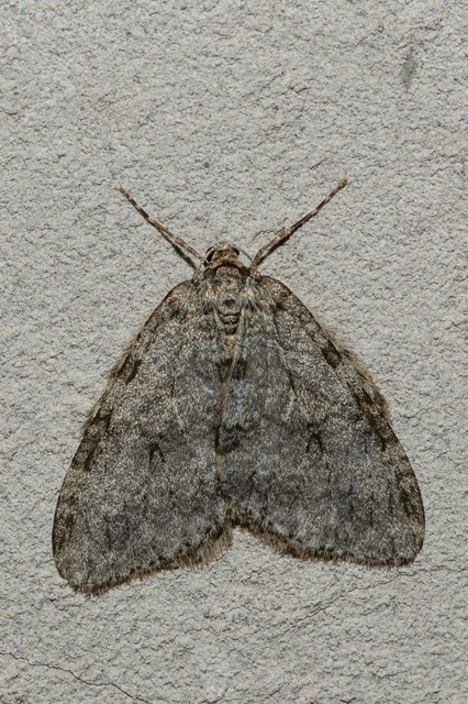 Epirrita christyi/dilutata
