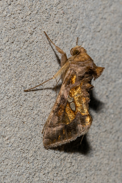 Chrysodeixis chalcites - déli aranybagoly