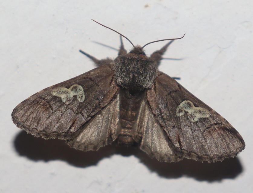Diloba caeruleocephala - őszi kékesbagoly