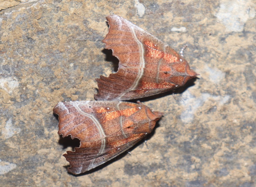 Scoliopteryx libatrix - vörös csipkésbagoly