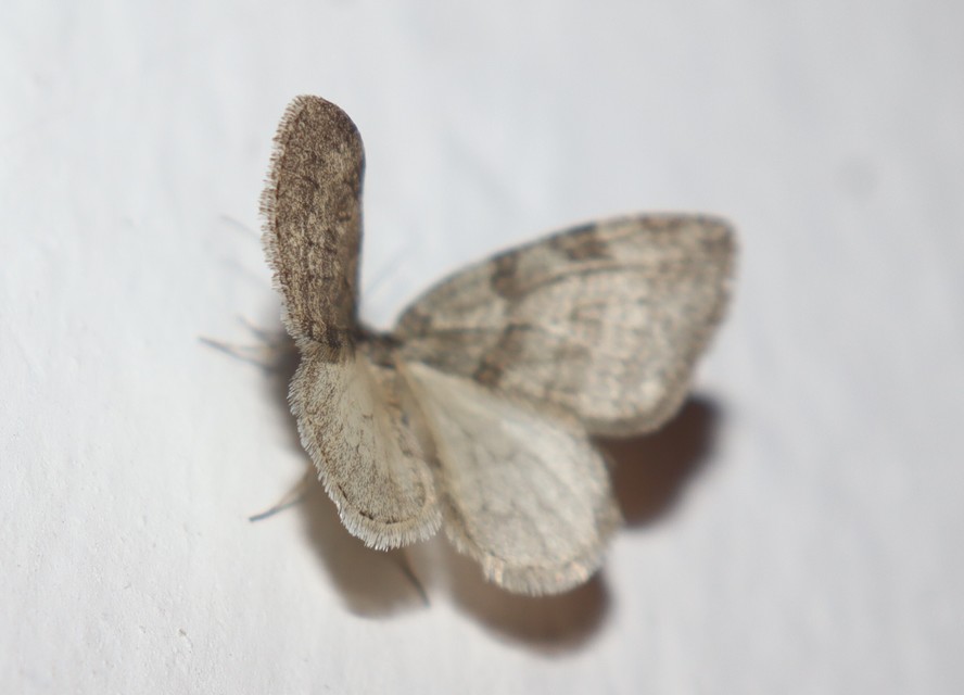 Epirrita christyi/dilutata
