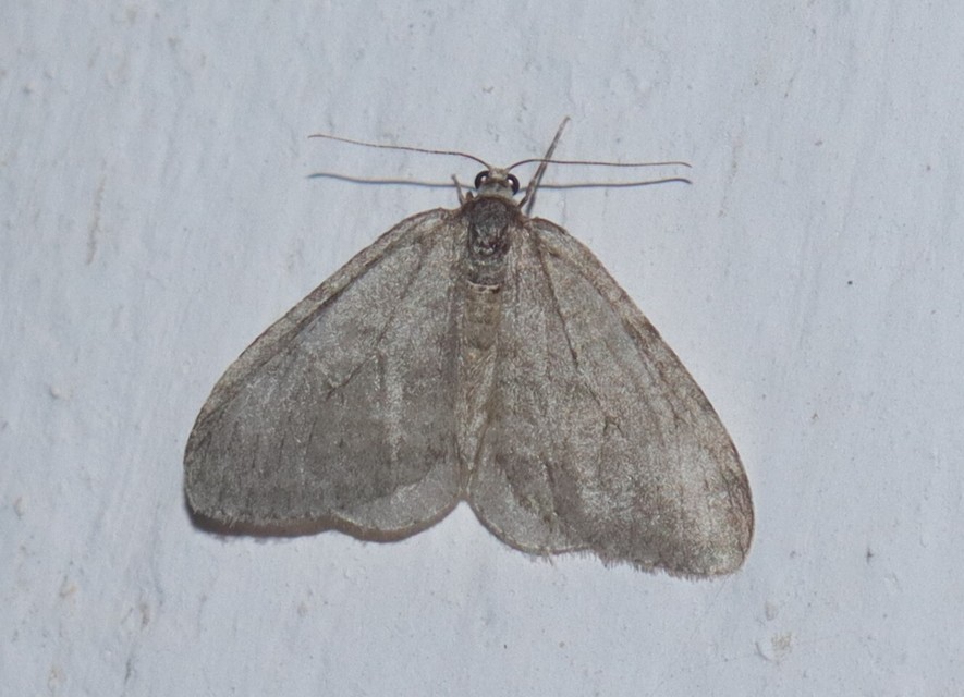 Epirrita christyi/dilutata